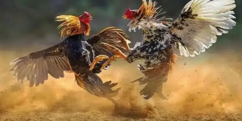 Luật chơi đá gà Thomo chính xác cần nắm