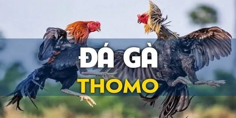Sơ lược về hình thức giải trí đá gà Thomo 67