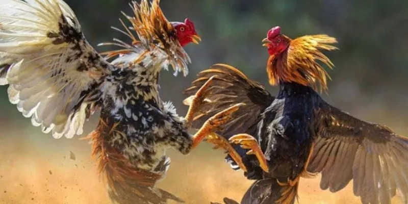 Bỏ túi ngay 3 bí quyết trở thành một tay sư kê điêu luyện, chuyên nghiệp