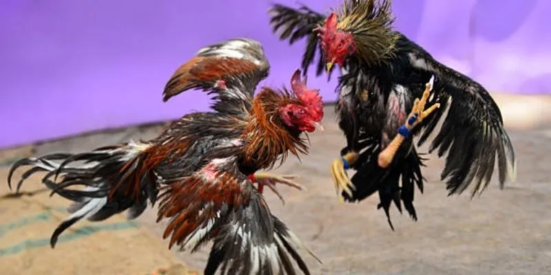 Các loại hình đá gà BET88 đặc sắc