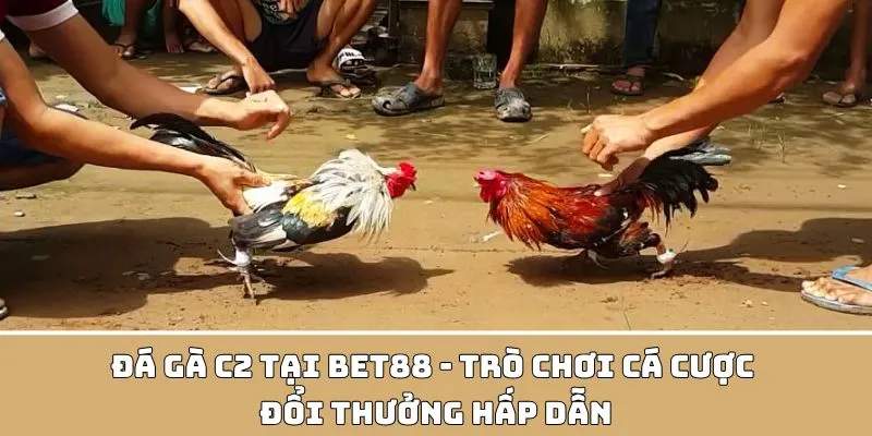 Đá Gà C2 BET88 - Trò Chơi Cá Cược Hấp Dẫn Nhất Năm 2024