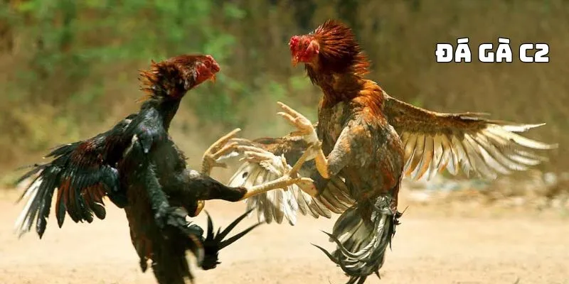 Đá gà C2 nội dung cần thiết giúp kê thủ hiểu hơn