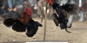 Đá Gà Thomo 67 - Đình Cao Chọi Kê Trực Tuyến Hấp Dẫn 2024