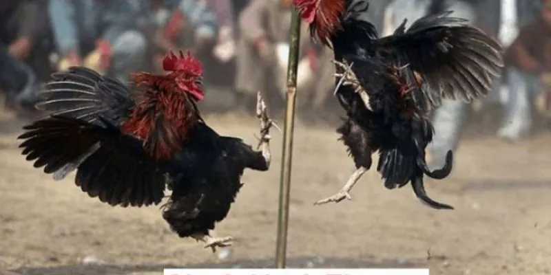 Đá Gà Thomo 67 - Đình Cao Chọi Kê Trực Tuyến Hấp Dẫn 2024