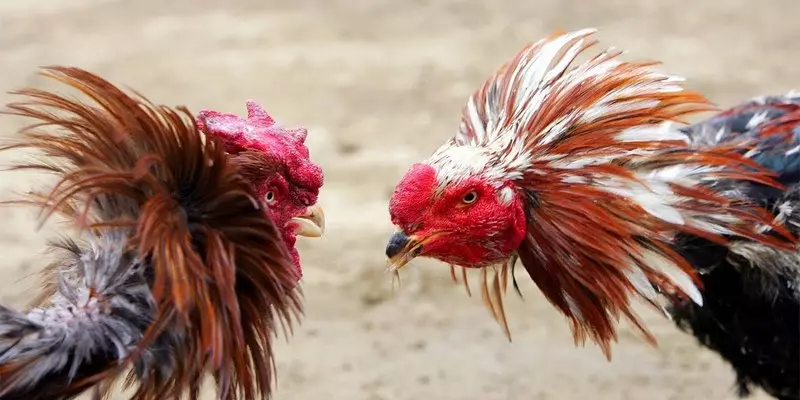 Đá Gà Trực Tiếp C5 - Live Chọi Gà Hấp Dẫn Tại BET88