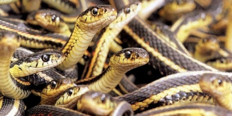 Điềm báo nằm mơ thấy nhiều rắn đánh de con gì