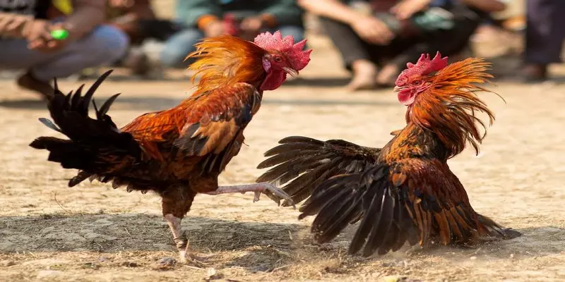 Giống chiến kê Mỹ to lớn cực kỳ hiếu chiến