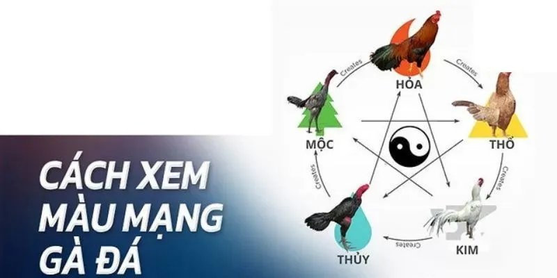Xem màu mạng ngũ hành ở gà đá theo màu lông