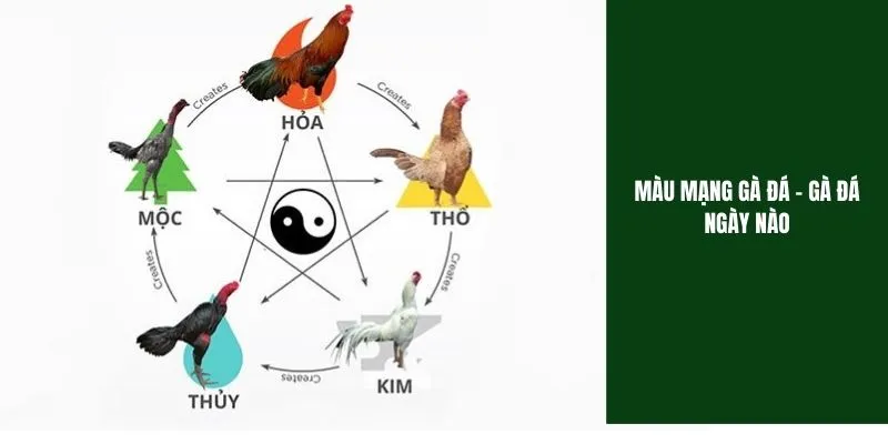 Hôm Nay Đá Gà Gì Tốt Nhất Theo Màu Mạng Gà Đá Chuẩn