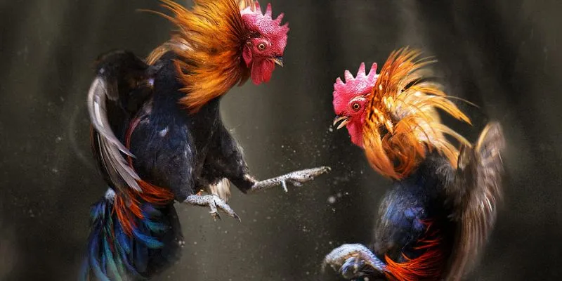 Lý do khiến đá gà trực tuyến C2 được nhiều người lựa chọn