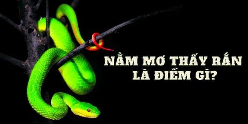 Nằm Mơ Thấy Nhiều Rắn Đánh De Con Gì? Bí Ẩn Giấc Mơ 2024