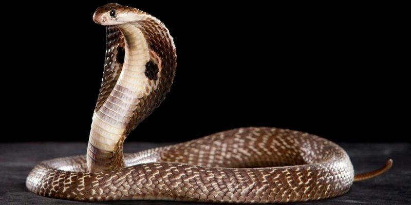 Giấc mơ về rắn hổ mang giải mã nằm mơ thấy nhiều rắn đánh de con gì