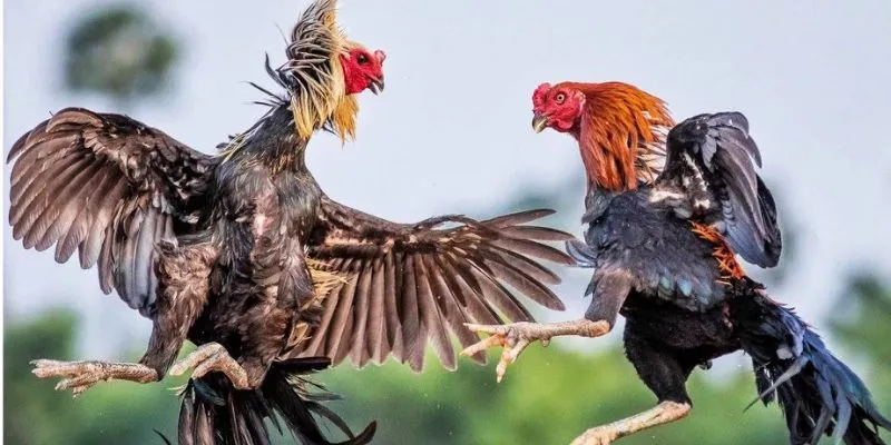 Những hình thức đá gà C2 trực tiếp hot nhất