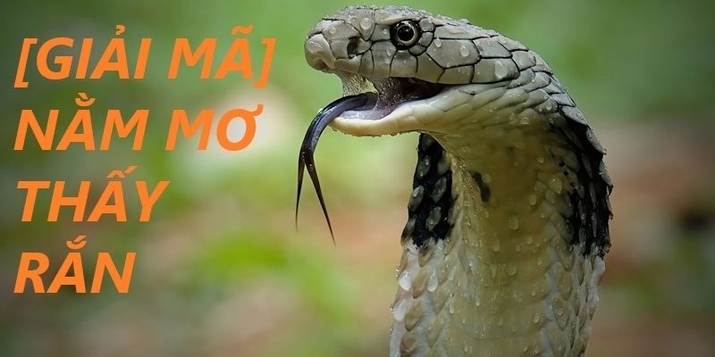 Ý nghĩa giấc mơ thấy nhiều rắn đánh đề con gì và những điềm báo bất ngờ